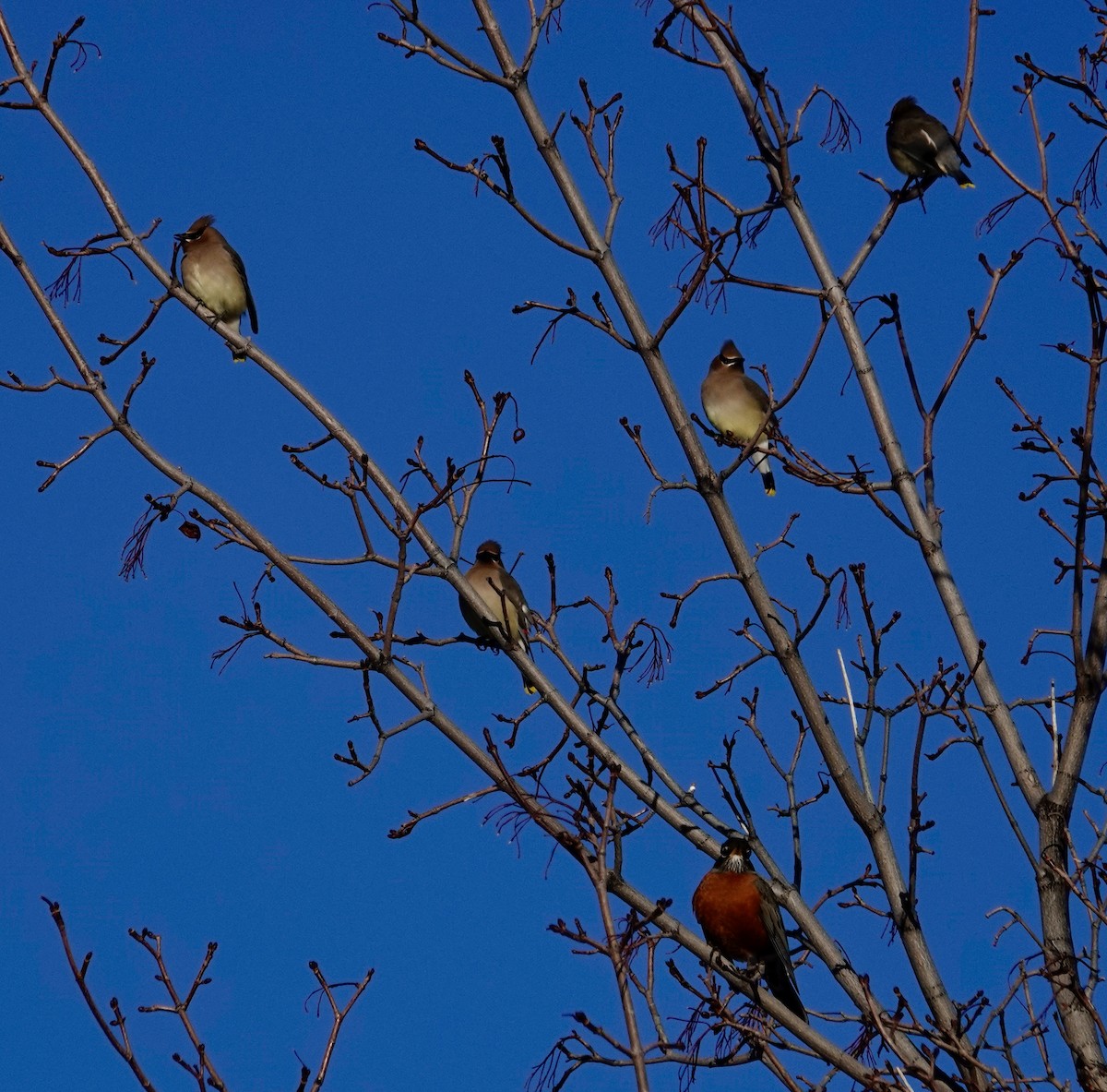 Cedar Waxwing - ML534645761