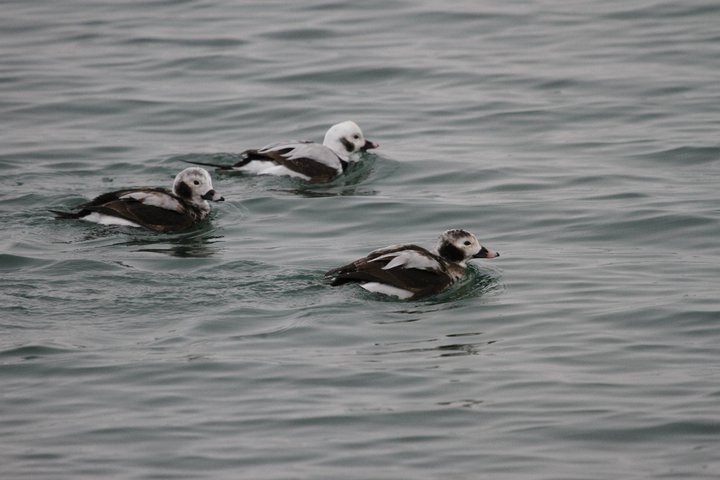 Long-tailed Duck - ML53464651