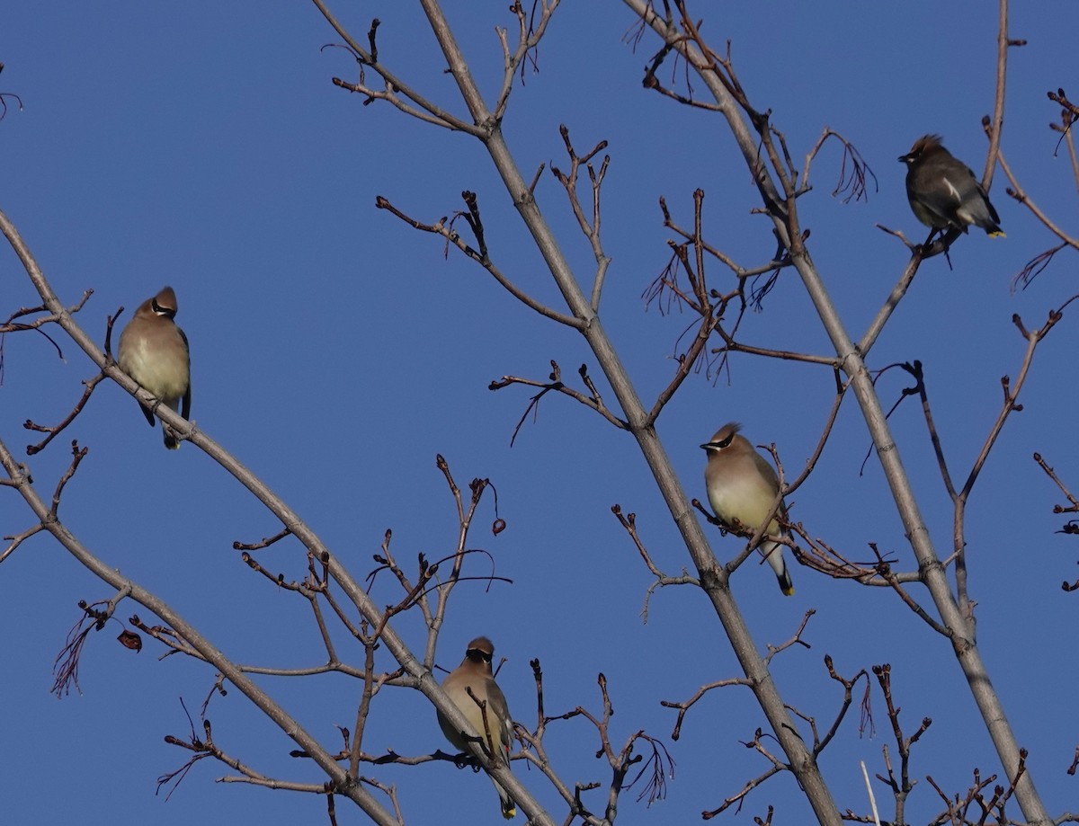 Cedar Waxwing - ML534646551