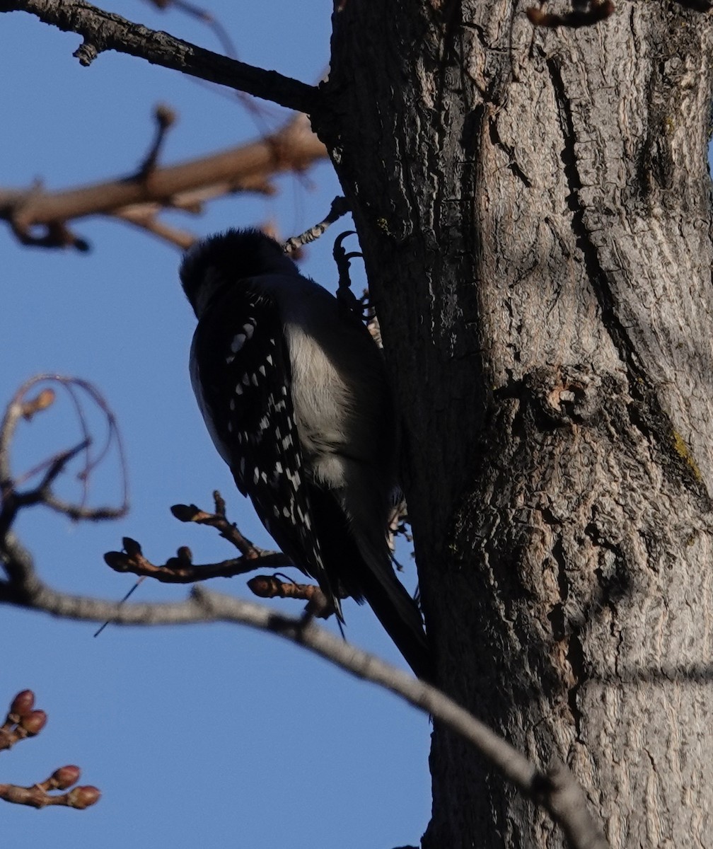 Downy Woodpecker - ML534647061