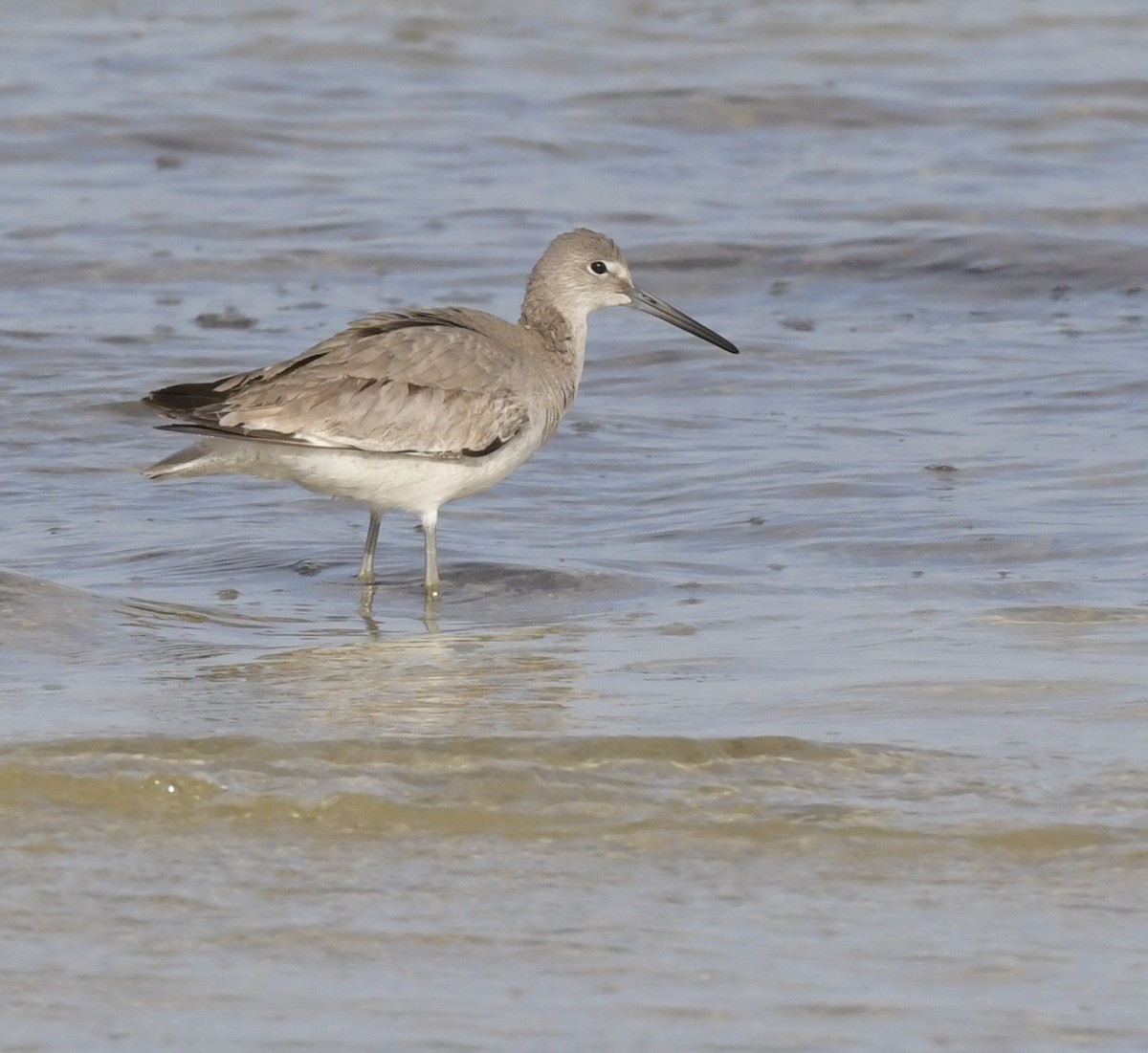 Willet - Kristen Cart