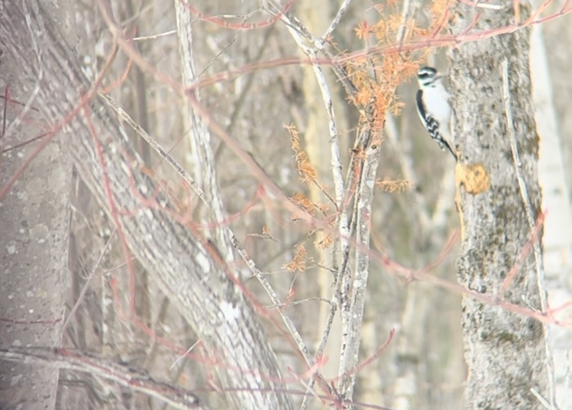 Downy Woodpecker - ML534647711