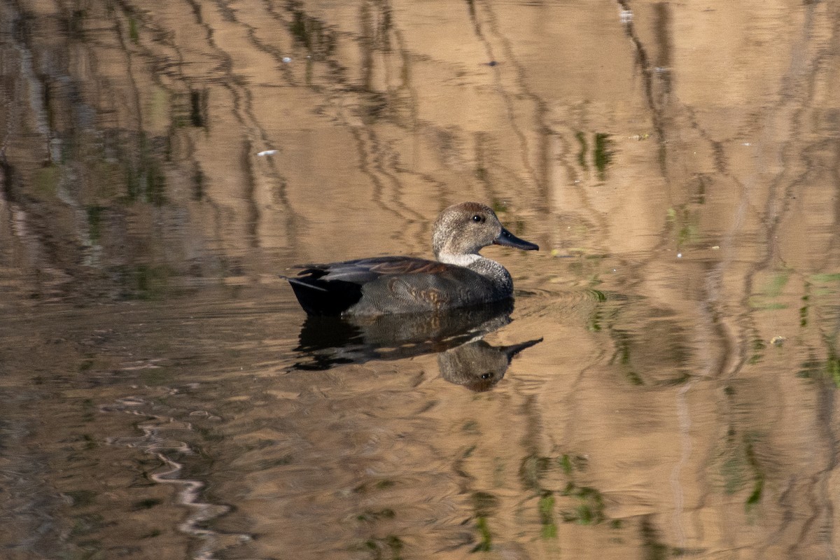 Canard chipeau - ML534648981