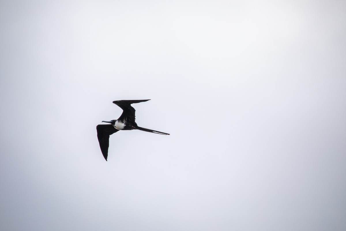 Magnificent Frigatebird - ML534649721