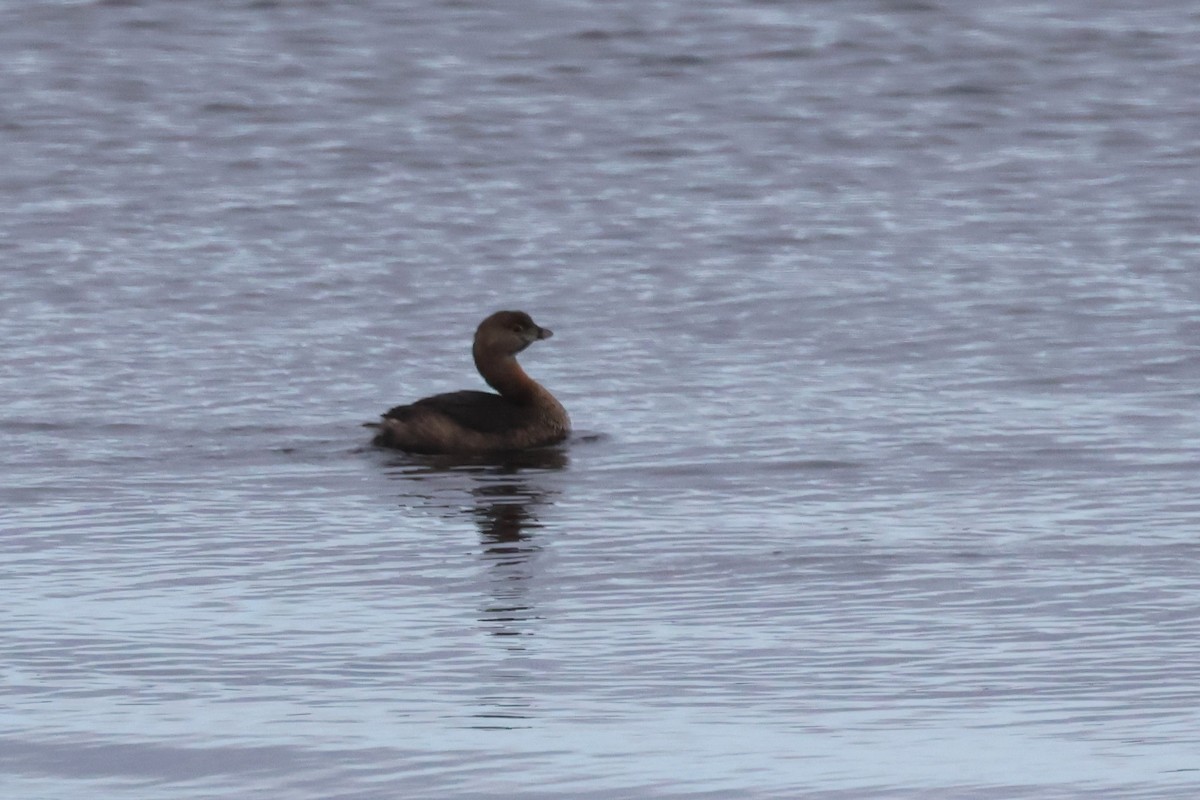 Pied-billed Grebe - Ken McKenna