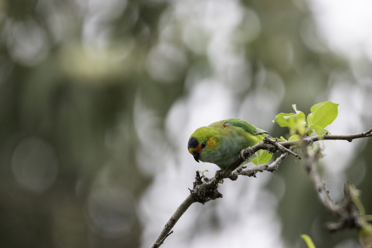 Purple-crowned Lorikeet - Zachary Flegg