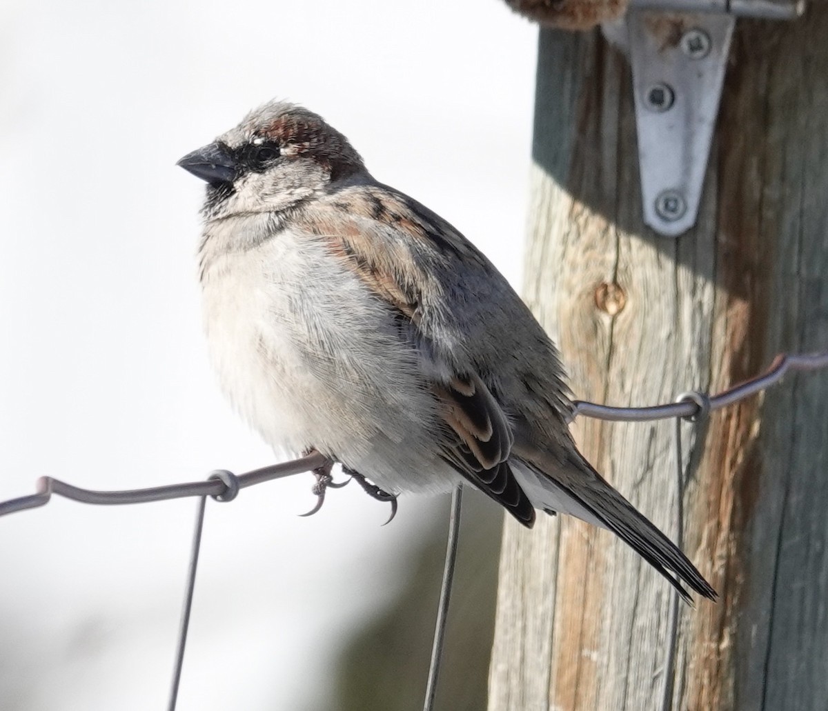 House Sparrow - ML534650271