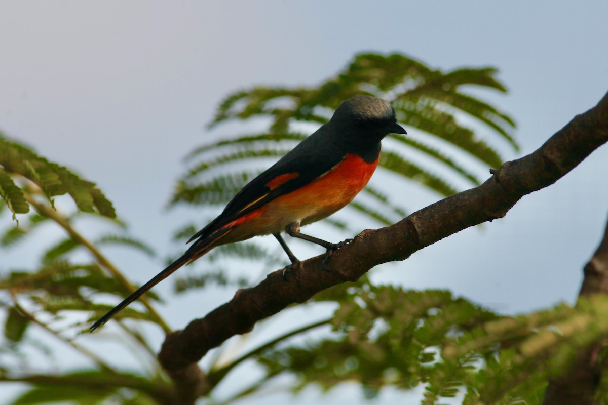 Small Minivet - Joost Foppes