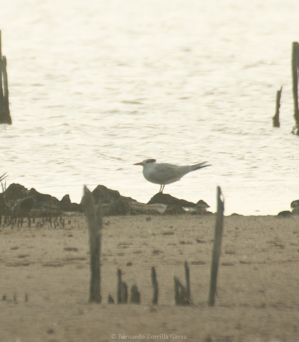 Royal Tern - ML534653031