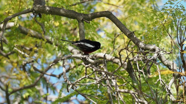 Rotbrust-Waldsänger - ML534653591