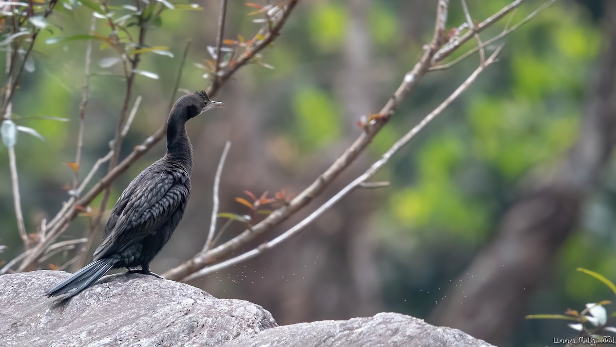 Cormoran de Vieillot - ML534653861