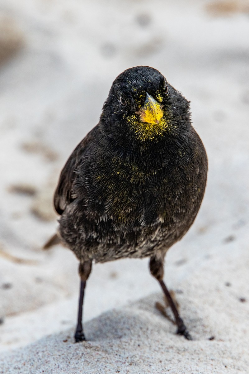 Common Cactus-Finch - ML534654111