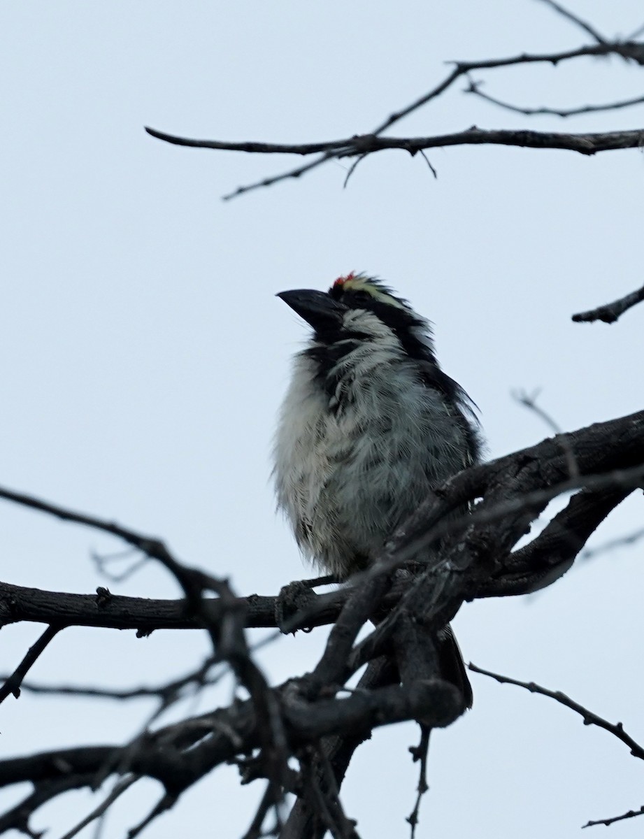 Pied Barbet - ML534654151