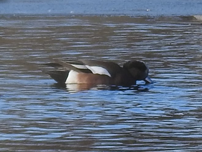 American Wigeon - Erik Bergman