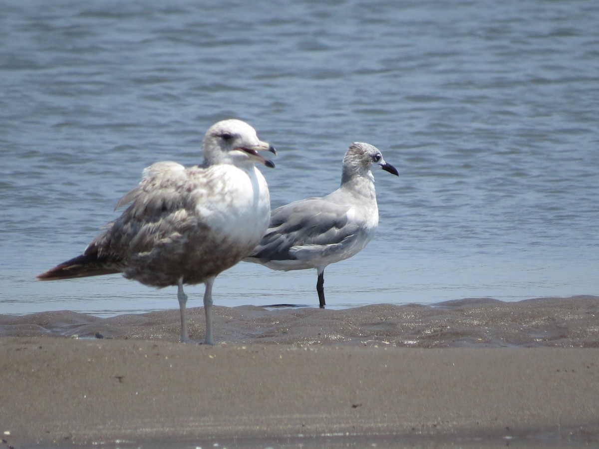 California Gull (albertaensis) - ML53465611