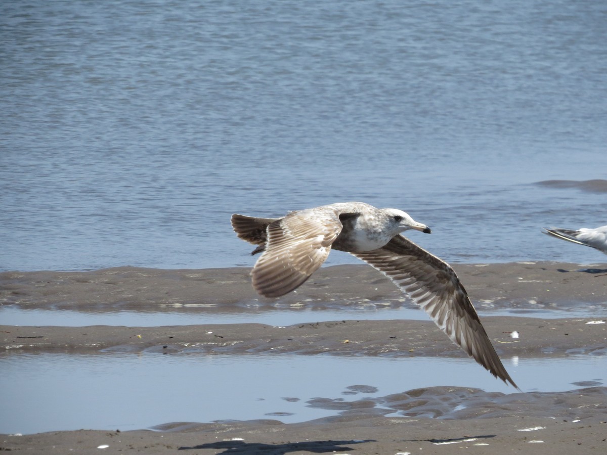 California Gull (albertaensis) - ML53465631