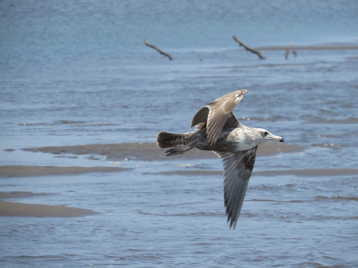California Gull (albertaensis) - ML53465641