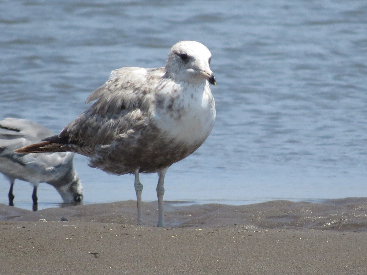 California Gull (albertaensis) - ML53465711