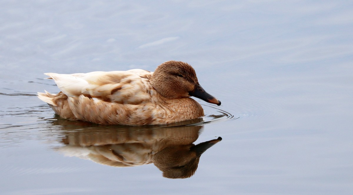 Mallard (Domestic type) - Stefan Mutchnick