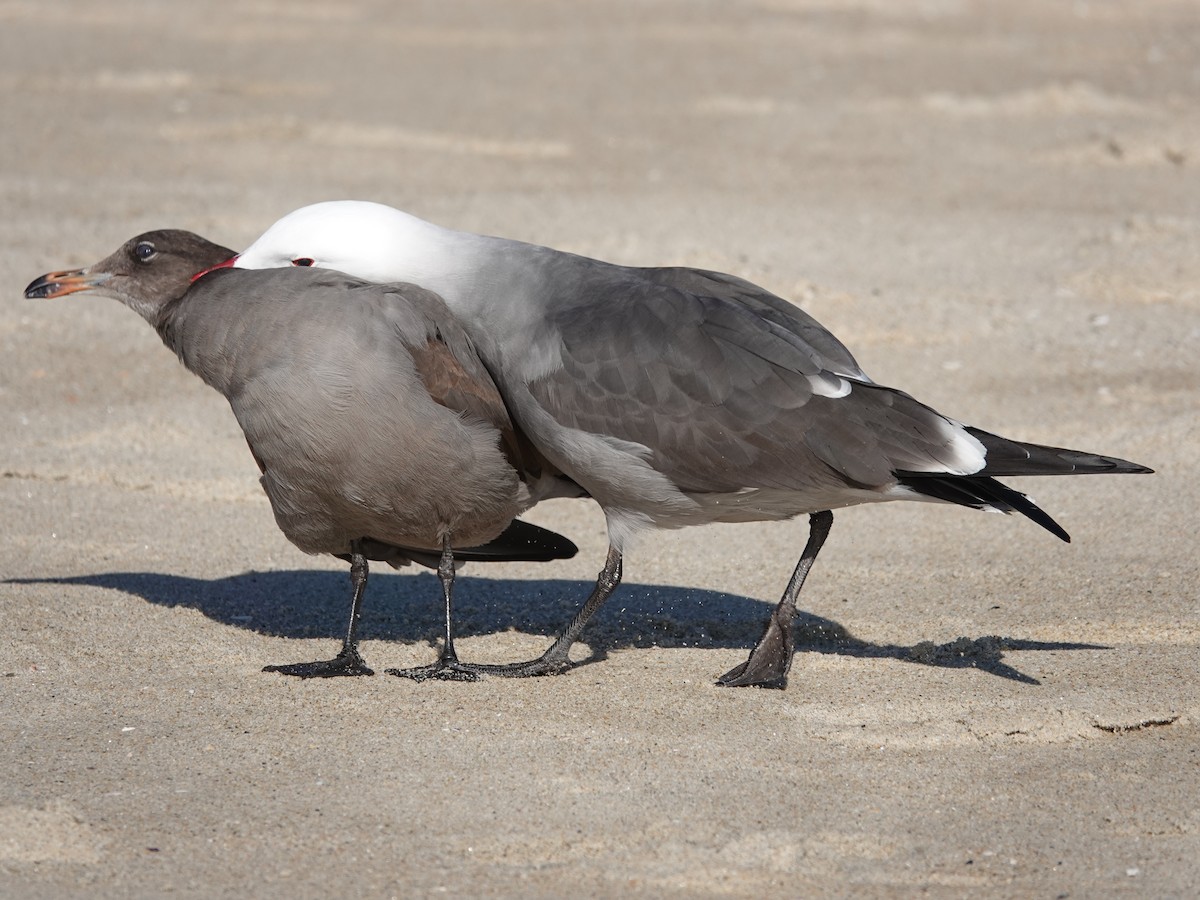 Heermann's Gull - Diane Stinson