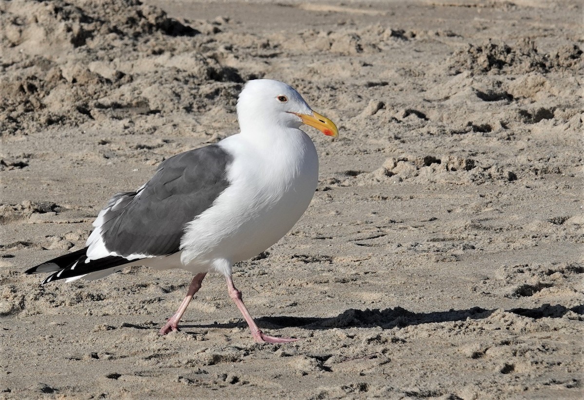 Western Gull - ML534658481