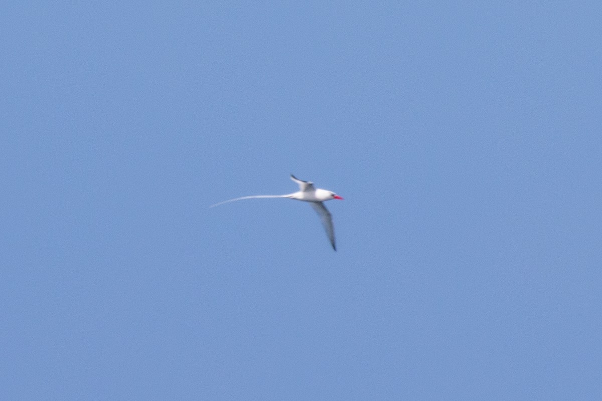 Red-billed Tropicbird - ML534660141