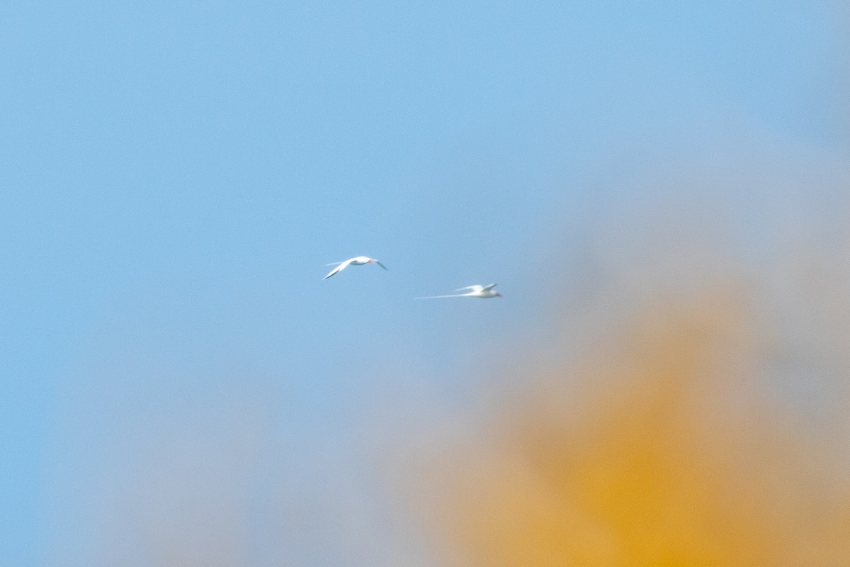 Red-billed Tropicbird - ML534660171