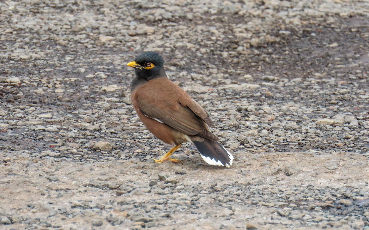 Common Myna - ML534660561