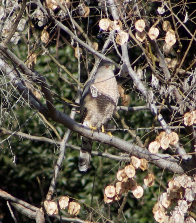 Cooper's Hawk - ML534660601