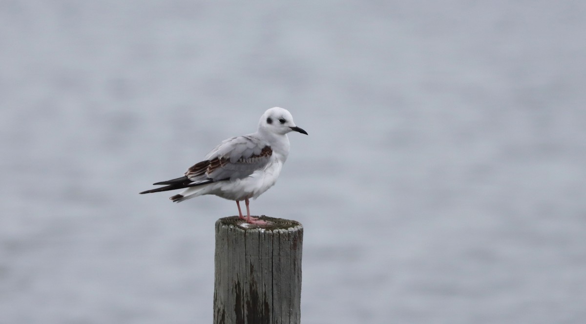 Bonaparte's Gull - ML534661321