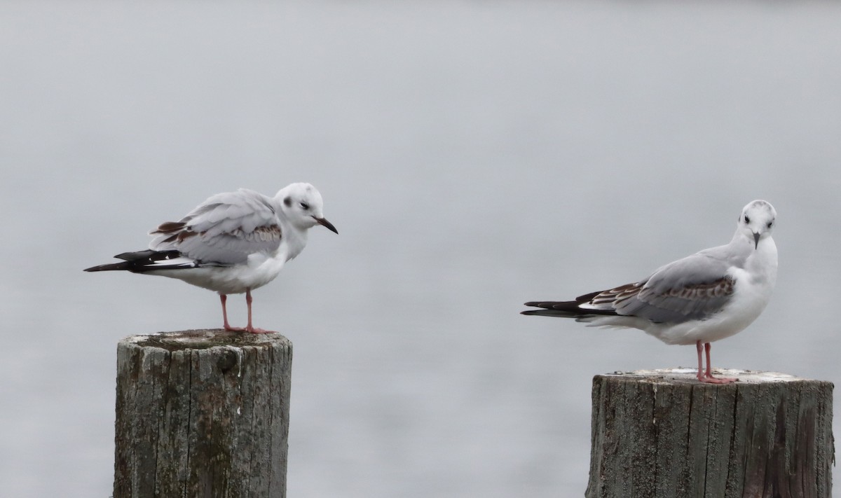 Bonaparte's Gull - ML534661591