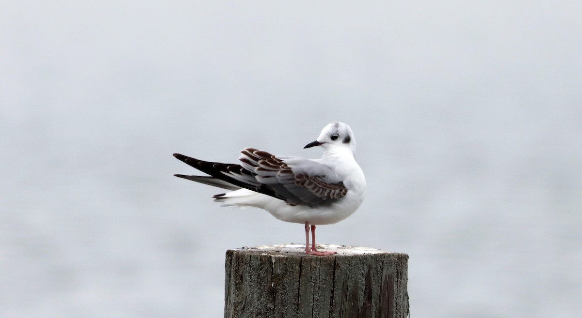 Bonaparte's Gull - ML534661771