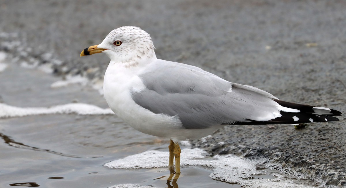 Ring-billed Gull - ML534661811