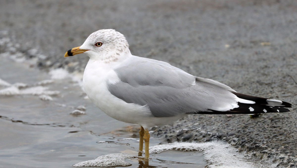 Ring-billed Gull - ML534661841