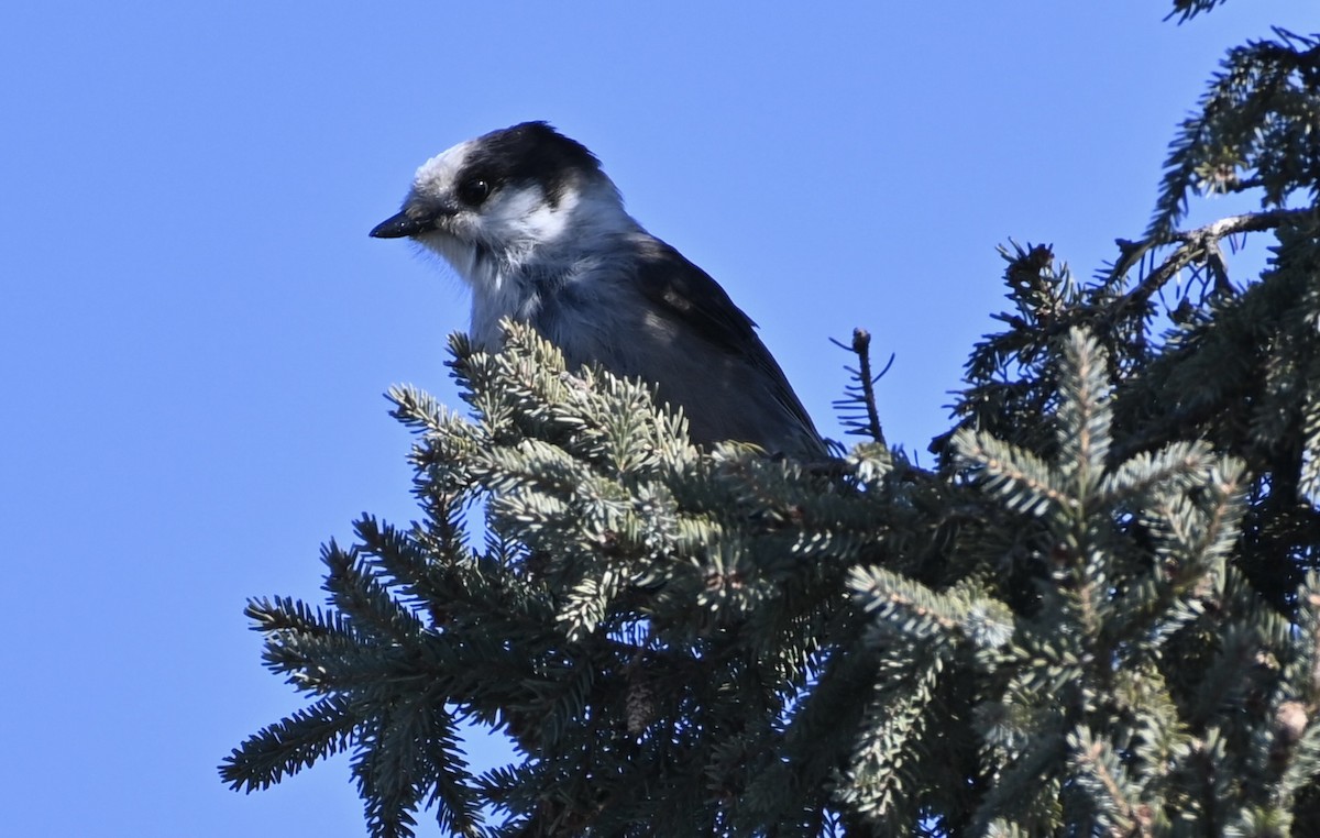 Canada Jay - Robert McLure