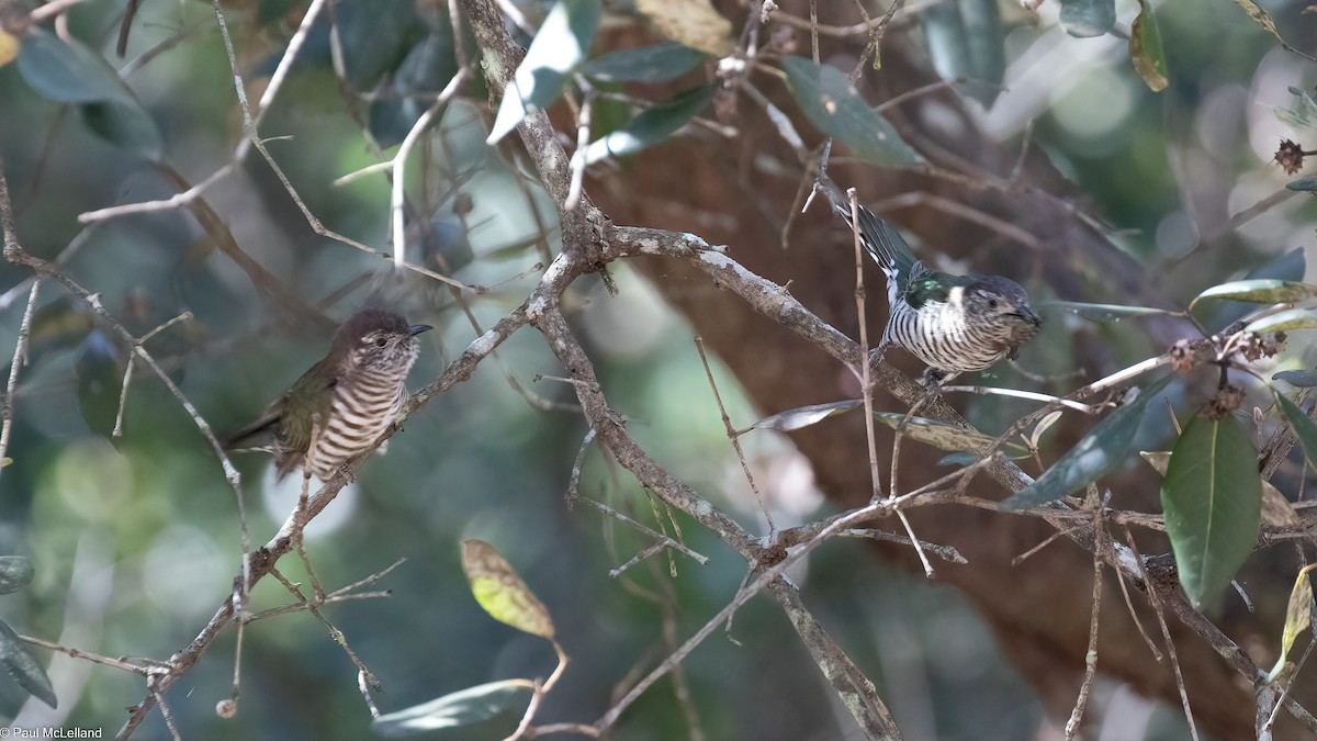 Shining Bronze-Cuckoo - ML534662721