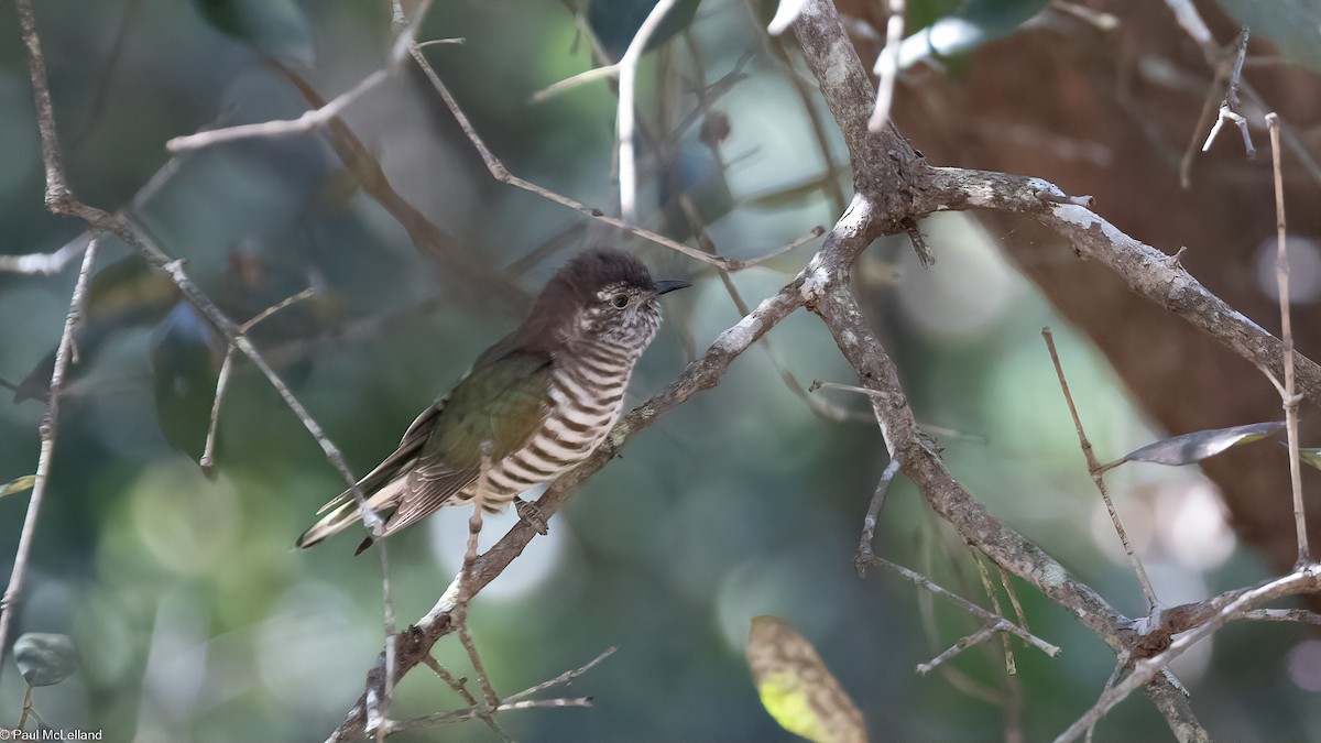 Shining Bronze-Cuckoo - ML534662731