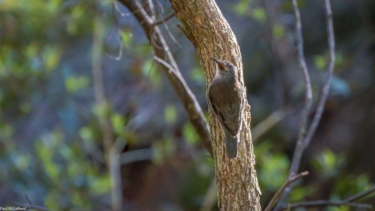 Red-browed Treecreeper - ML534662841