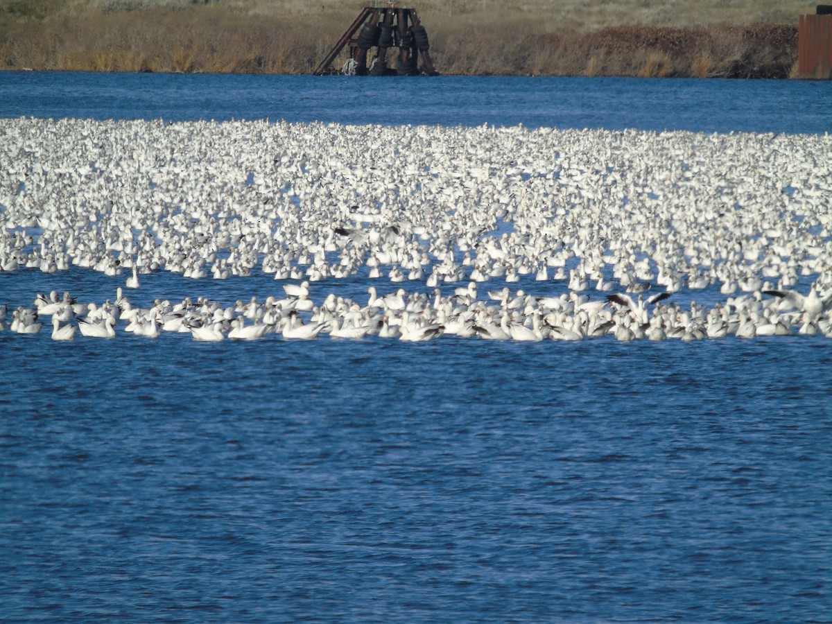 Snow Goose - ML534665121