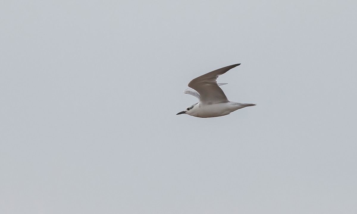 Whiskered Tern - ML534665181