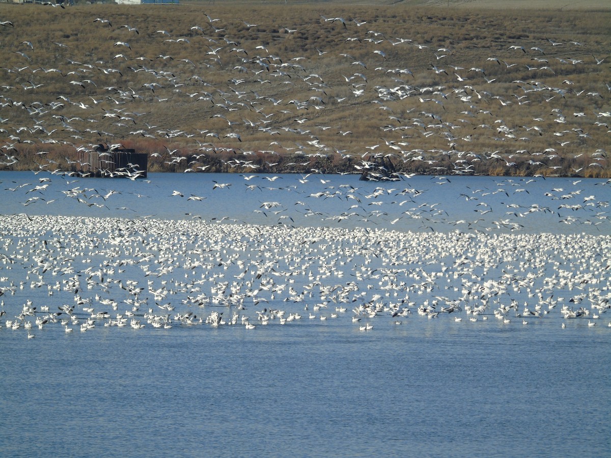 Snow Goose - ML534665501