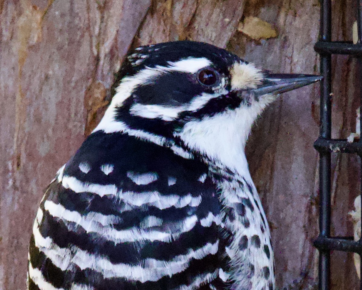 Nuttall's Woodpecker - ML534666671