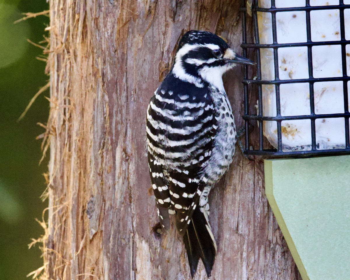 Nuttall's Woodpecker - ML534667171