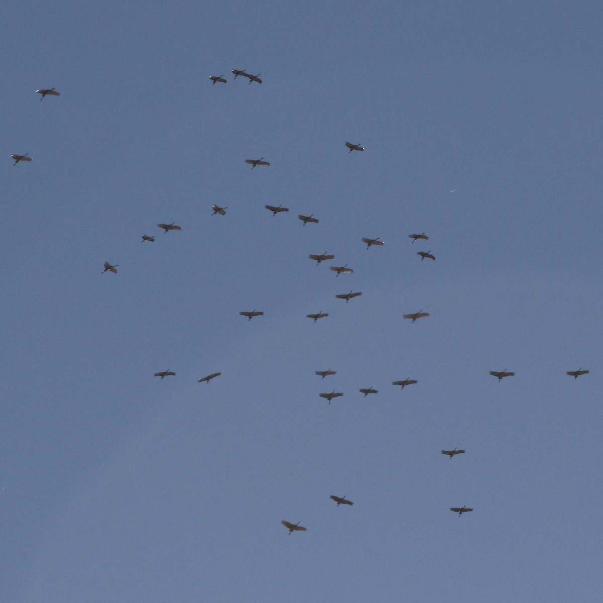 Sandhill Crane - ML534668151