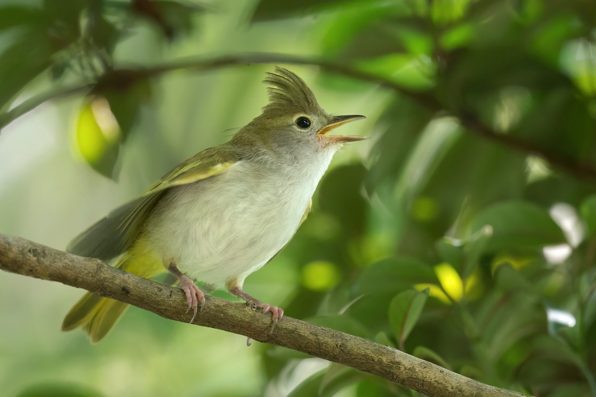 White-bellied Erpornis - David Irving