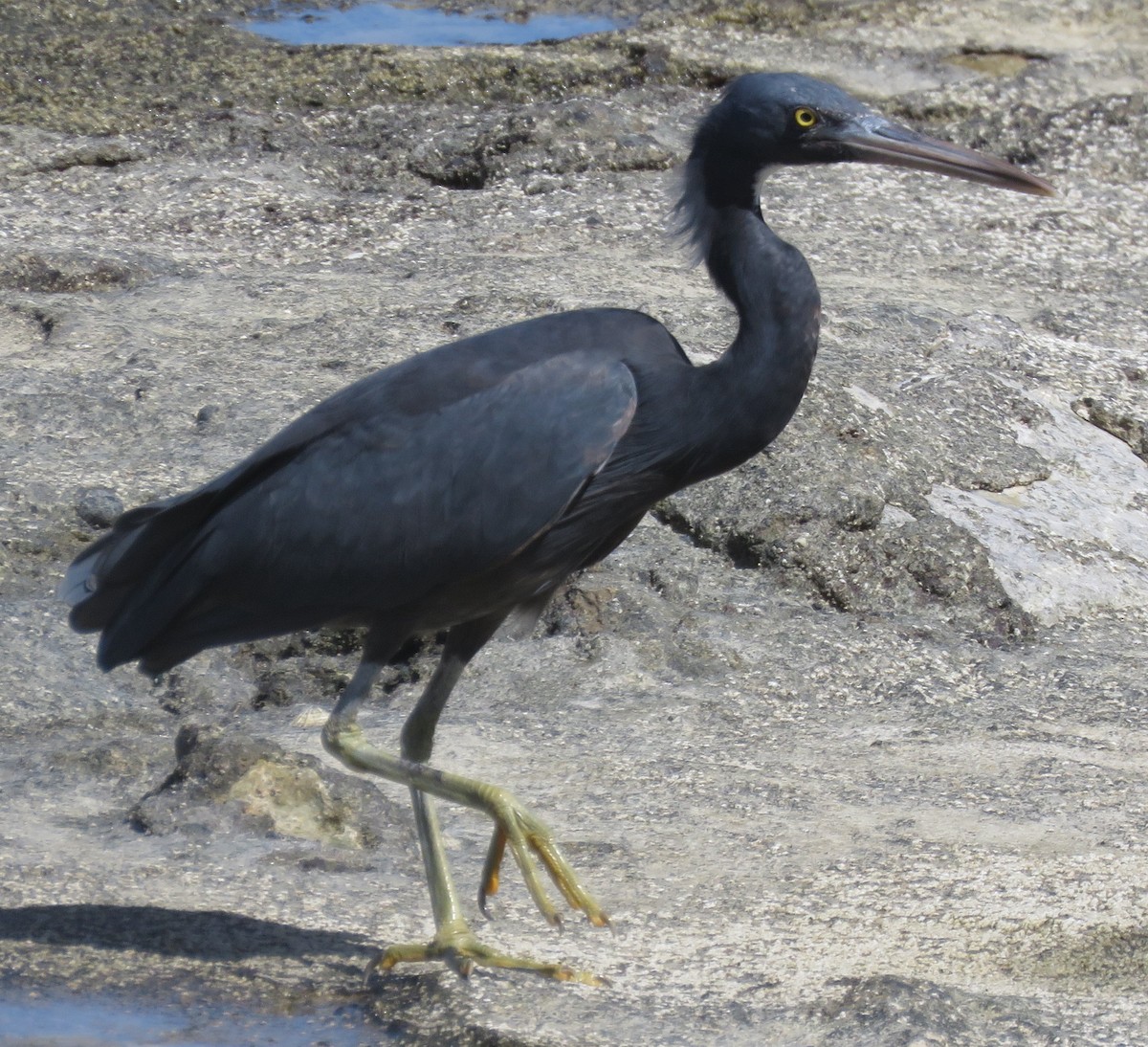 Pacific Reef-Heron - ML534668451