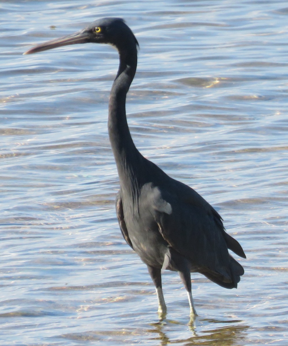 Pacific Reef-Heron - ML534668461