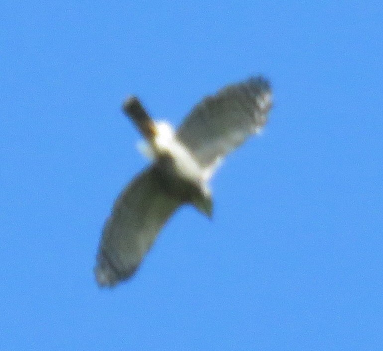 Crested Goshawk - ML534668571
