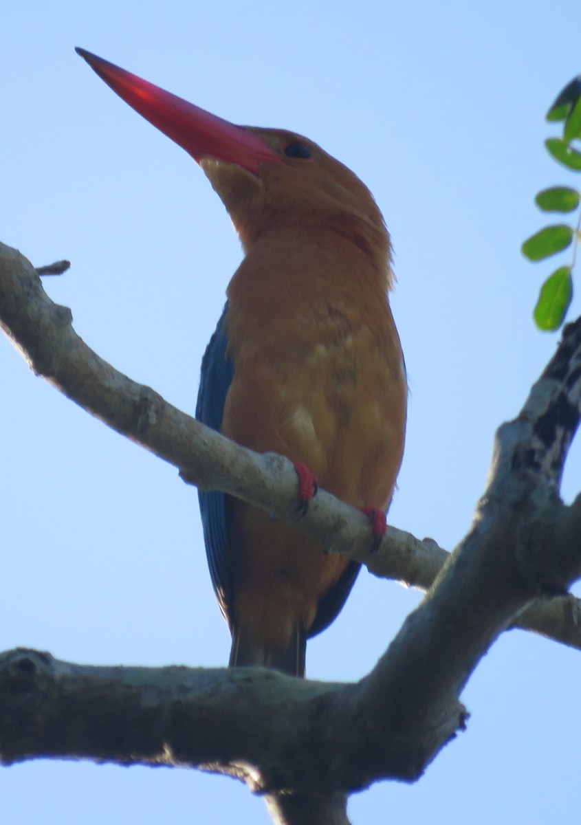 Stork-billed Kingfisher - ML534668671