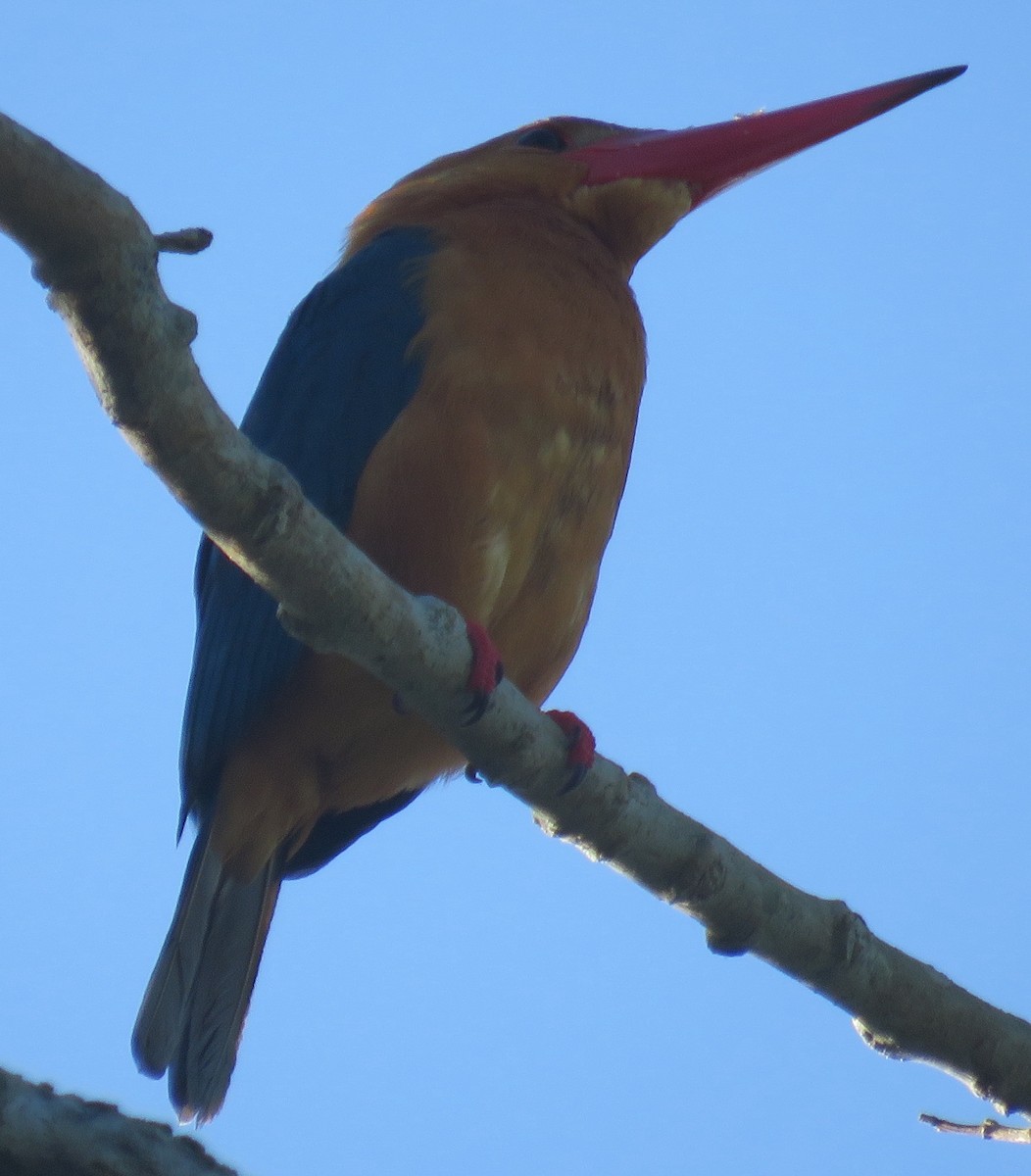 Stork-billed Kingfisher - ML534668681